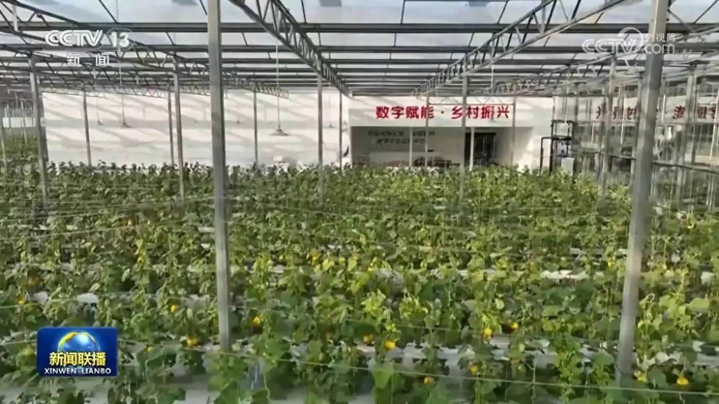 数字乡村建设大提速！让咱农村搭上信息高速路，大步奔富路